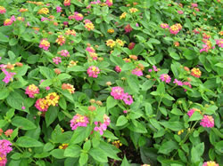 Lantana Camara Plant, Westlake CA